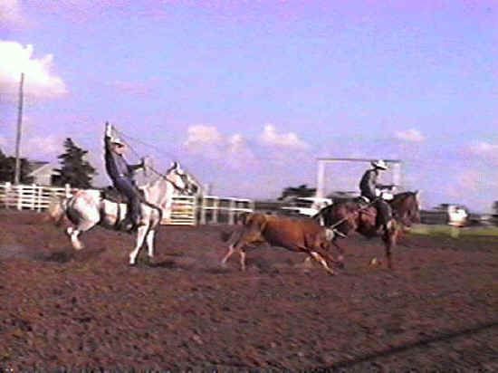 Gray horse